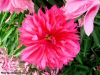 photo-flower-16-2004-06-18-Pivoine-EXPERIMENTAL-FARM