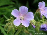 photo-flower-18-2004-06-18-EXPERIMENTAL-FARM-OTTAWA-ONTARIO
