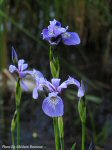 photo-flower-49-2004-07-01-WILD-IRIS-AT-RIVER-SIDE-OTTAWA-ONTARIO