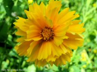 photo-flower-59-2004-07-03-BRITTANIA-VILLAGE-OTTAWA-ONTARIO