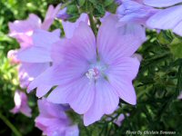 photo-flower-62-2004-07-03-BRITTANIA-VILLAGE-OTTAWA-ONTARIO