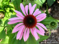 photo-flower-68-2004-07-06-EXPERIMENTAL-FARM-OTTAWA-ONTARIO